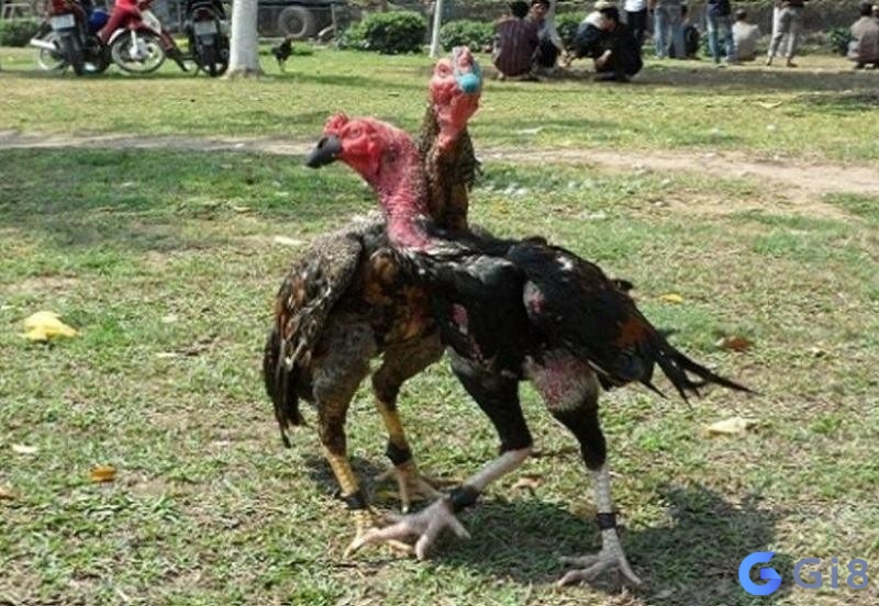 Đặc điểm của gà chọi ôm đấm