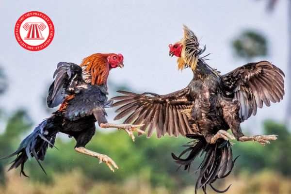 Cách bắt gà: Kinh nghiệm đoán thế gà đá, bắt gà chọi cực chuẩn