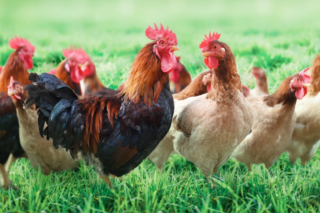 Chiêm bao thấy gà: Gi8 giải mã chi tiết các trường hợp