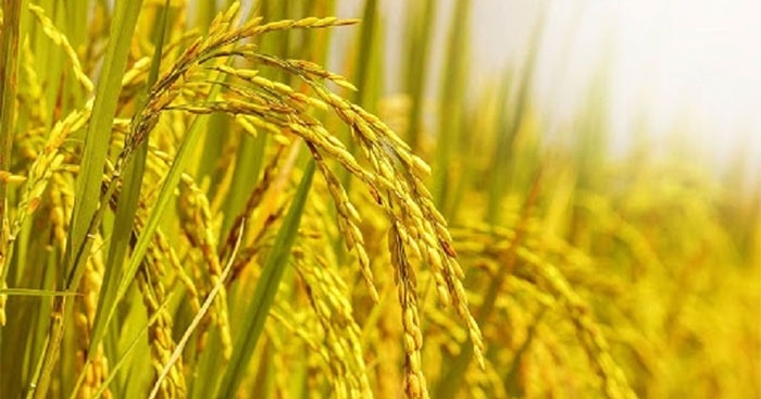 Chiêm bao thấy lúa chín là may hay rủi? Gợi ý số đẹp đặt cược