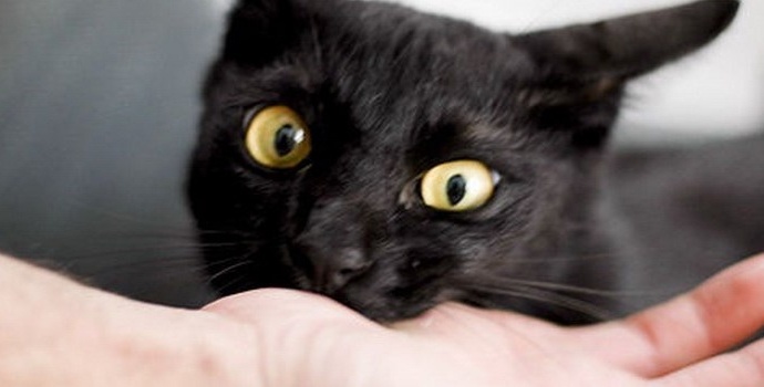 Chiêm bao thấy mèo cắn đánh số gì? Giải mã chính xác 100%