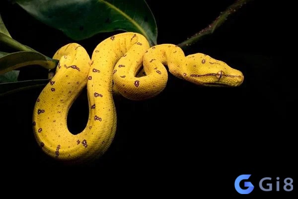 Nằm chiêm bao thấy rắn màu vàng bò vào hang là lời cảnh báo về tài sản Nằm chiêm bao thấy rắn màu vàng bò vào hang là lời cảnh báo về tài sản
