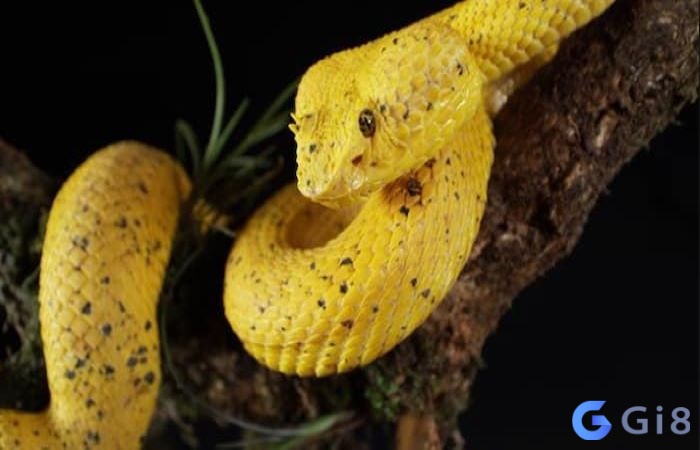 Đa số những giấc chiêm bao thấy rắn màu vàng đều đem đến điềm tốt lành Đa số những giấc chiêm bao thấy rắn màu vàng đều đem đến điềm tốt lành