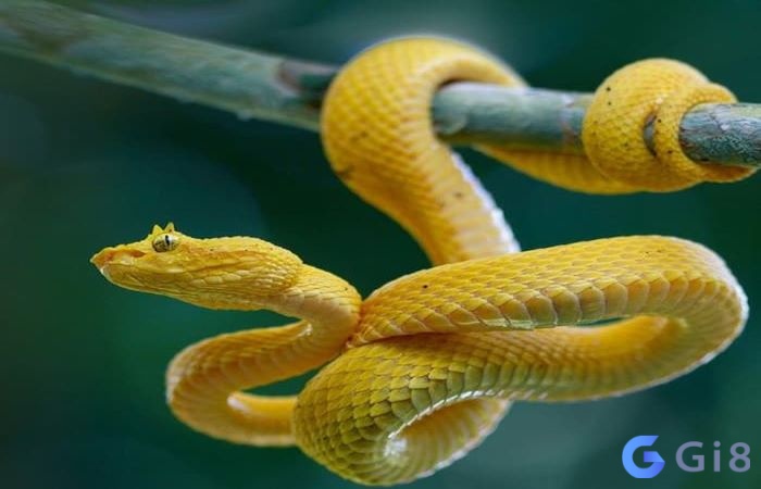 Rắn vàng tượng trưng cho tiền bạc, tài lộc Rắn vàng tượng trưng cho tiền bạc, tài lộc
