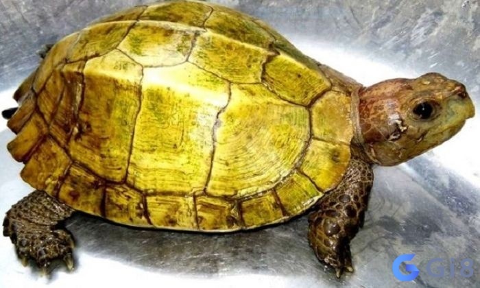 Chiêm bao thấy rùa vàng - Gi8 giải mã chi tiết tại đây