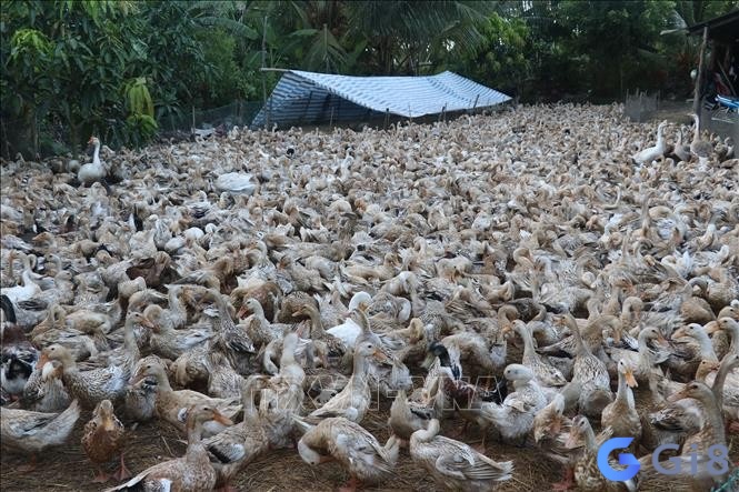 Nằm chiêm bao thấy một đàn vịt là điều tích cực sắp đến Nằm chiêm bao thấy một đàn vịt là điều tích cực sắp đến