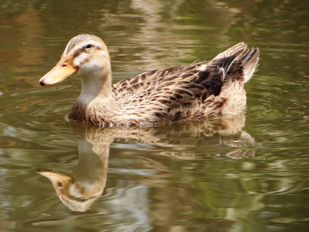 Chiêm bao thấy vịt đánh con gì? Giải mã mới nhất 2023