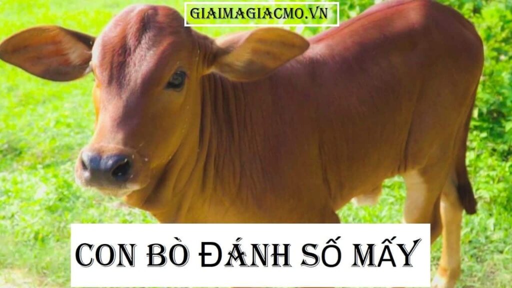 Mơ thấy đàn bò đánh số gì? Giấc mơ thấy đàn bò mang điềm gì?