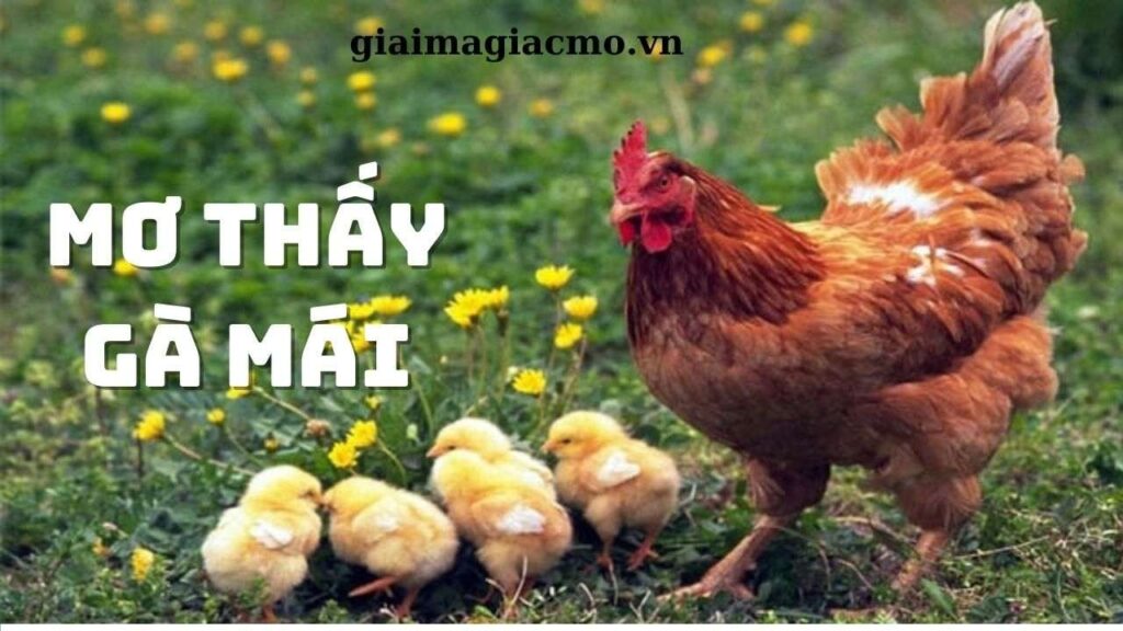 Mơ thấy gà mái đánh con gì? Mơ thấy gà mái đánh 29 – 03