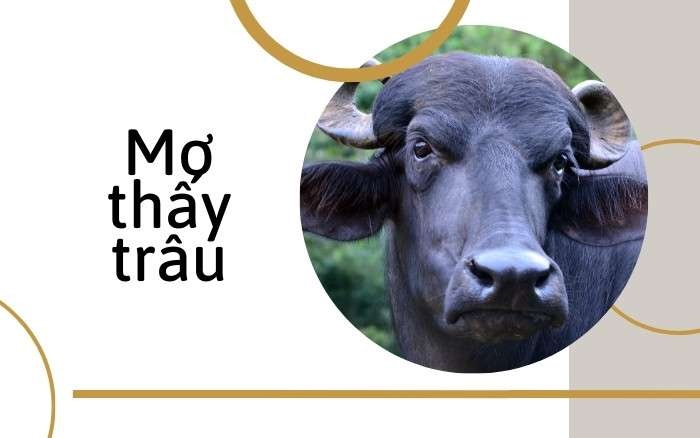 Mơ thấy giết trâu đánh con gì? Con số may mắn 03, 63