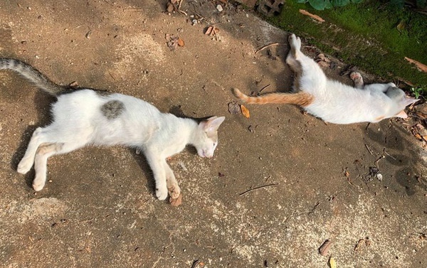 Mơ thấy mèo chết đánh con gì? Đoán lô đề chuẩn cùng Gi8