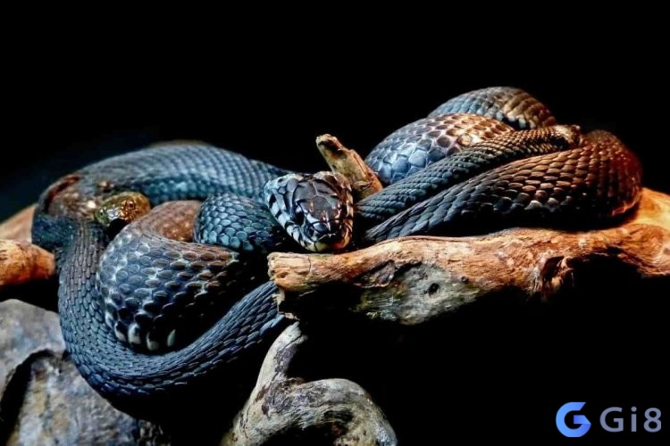 Chiêm bao thấy rắn của người già Chiêm bao thấy rắn của người già