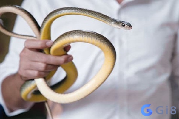 Những điều bạn nên biết về giấc mơ thấy rắn. Chiêm bao thấy bắt rắn có ý nghĩa gì?
