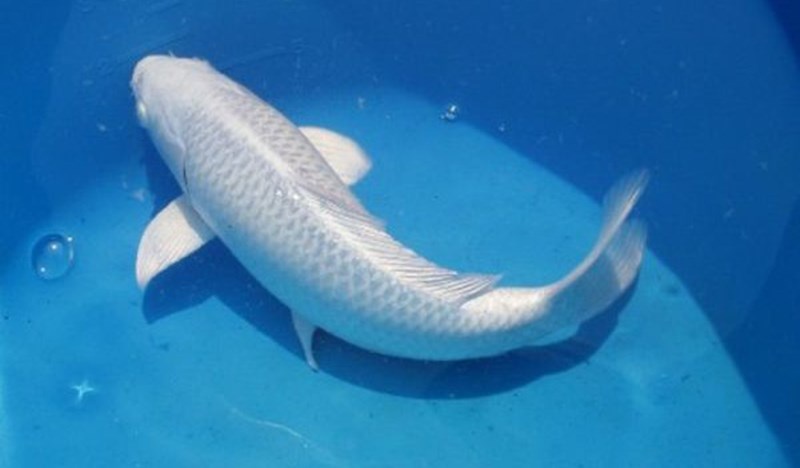 Chiêm bao thấy cá trắng có tốt không? Giải mã chính xác 100%