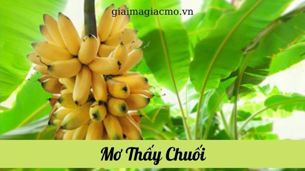 Chiêm bao thấy chuối chín: Điềm báo và con số đại cát