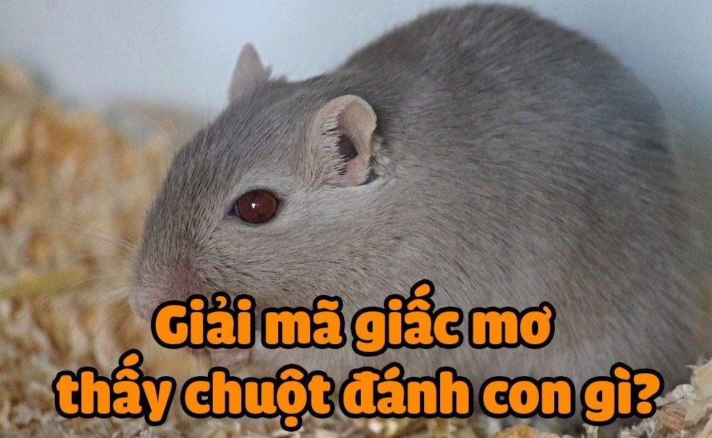 Chiêm bao thấy chuột là điềm báo gì? Nên đánh con gì?