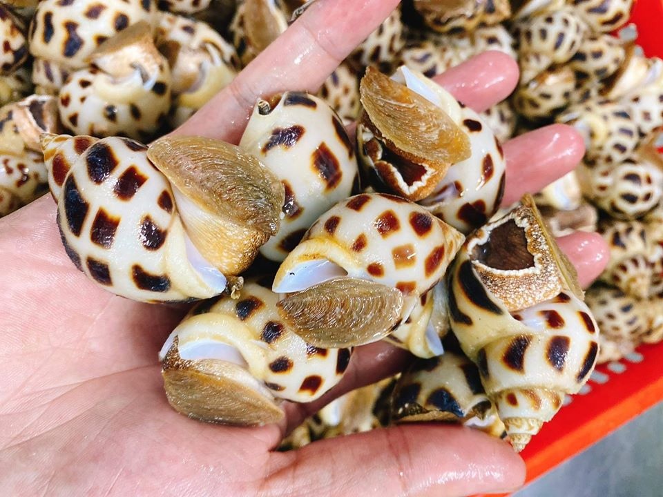 Chiêm bao thấy ốc: Ý nghĩa và luận giải số đề mới nhất 2023