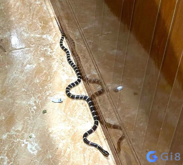 Nằm mơ thấy rắn vào nhà người lạ là điều không tốt Nằm mơ thấy rắn vào nhà người lạ là điều không tốt
