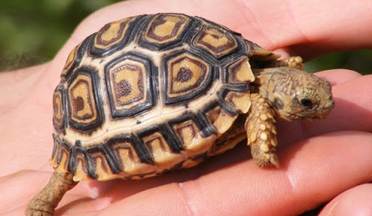 Chiêm bao thấy rùa: Tổng hợp top 5 giấc mơ thường gặp