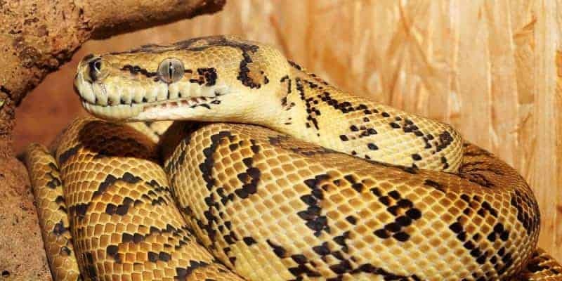 Chiêm bao thấy trăn đánh con gì? Luận giải chuẩn 100%