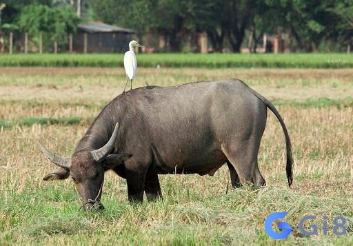Giấc chiêm bao thấy trâu đang ăn cỏ là điềm báo tốt Giấc chiêm bao thấy trâu đang ăn cỏ là điềm báo tốt
