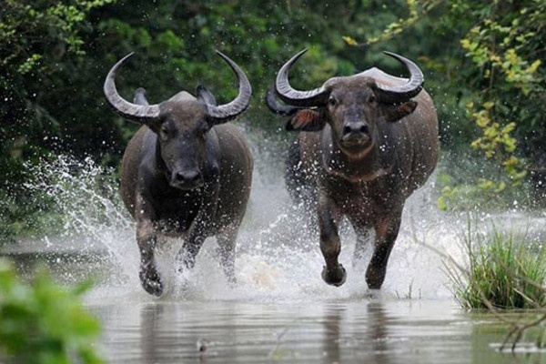 Chiêm bao thấy trâu có ý nghĩa gì? Cùng Gi8 luận giải ngay