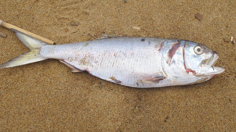 Chiêm bao thấy cá chết điềm gì? Top 10+ giấc mơ hay gặp