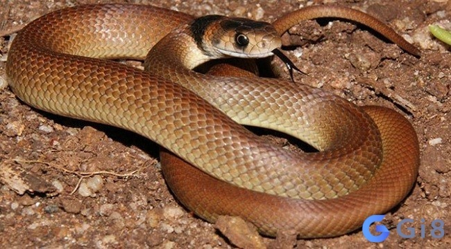 Chiêm bao thấy rắn to: Giải mã giấc mơ và số đề may mắn