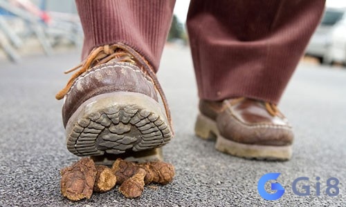Ngủ mơ thấy cứt là một điềm báo xấu, không mang lại điều tốt lành Ngủ mơ thấy cứt là một điềm báo xấu, không mang lại điều tốt lành
