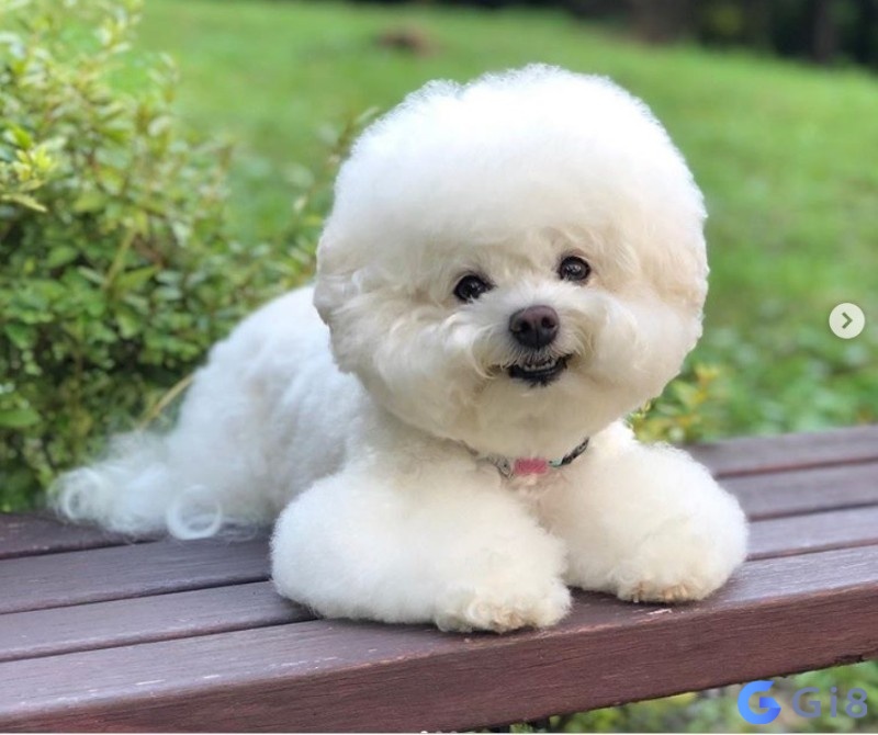 Ngủ mơ thấy dẫm cứt chó là điềm báo xui xẻo về những bất đồng Ngủ mơ thấy dẫm cứt chó là điềm báo xui xẻo về những bất đồng