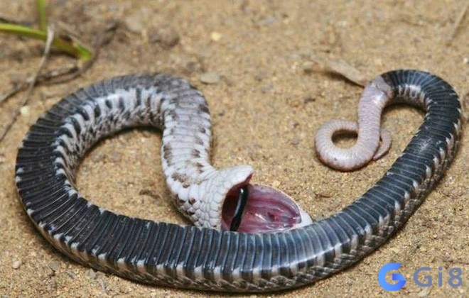 Chiêm bao thấy giết rắn cho thấy sắp tới bạn sẽ gặp nhiều thử thách gian nan Chiêm bao thấy giết rắn cho thấy sắp tới bạn sẽ gặp nhiều thử thách gian nan
