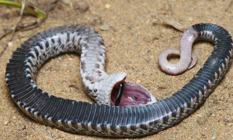 Mơ thấy giết rắn đánh con gì trúng? 9 tình huống hay gặp