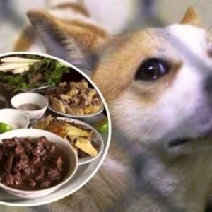 Mơ thấy làm thịt chó đánh con gì? Soi lô chính xác chỉ với 10s