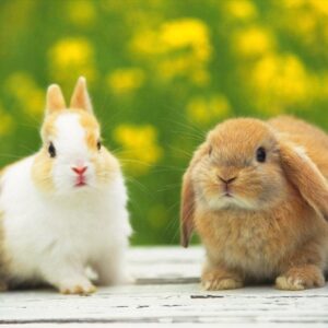 Mơ thấy thỏ đánh con gì để trúng số đề? Cùng Gi8 tìm hiểu