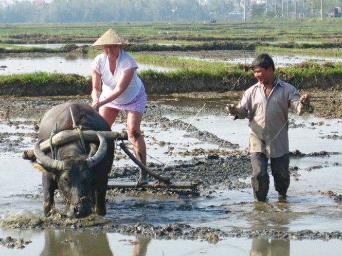 Mơ thấy trâu cày ruộng đánh đề con gì và 5+ giấc mơ thấy trâu