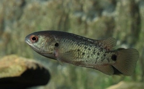 Nằm mơ thấy cá rô đồng đánh con gì? Ý nghĩa của giấc mơ