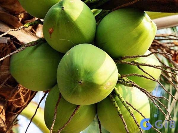 Mơ thấy quả dừa mang đến điềm báo thành công và hạnh phúc trong cuộc sống Mơ thấy quả dừa mang đến điềm báo thành công và hạnh phúc trong cuộc sống