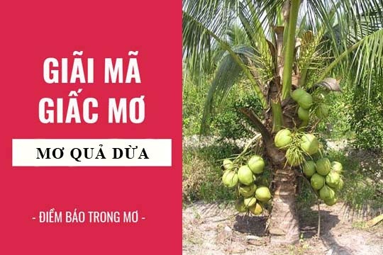 Mơ thấy quả dừa đánh con gì? Giải mã giấc mơ quả dừa chi tiết