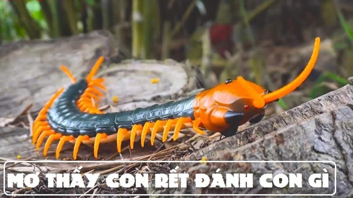 Nằm mơ thấy rết đánh số mấy? Là điềm báo may hay xui?