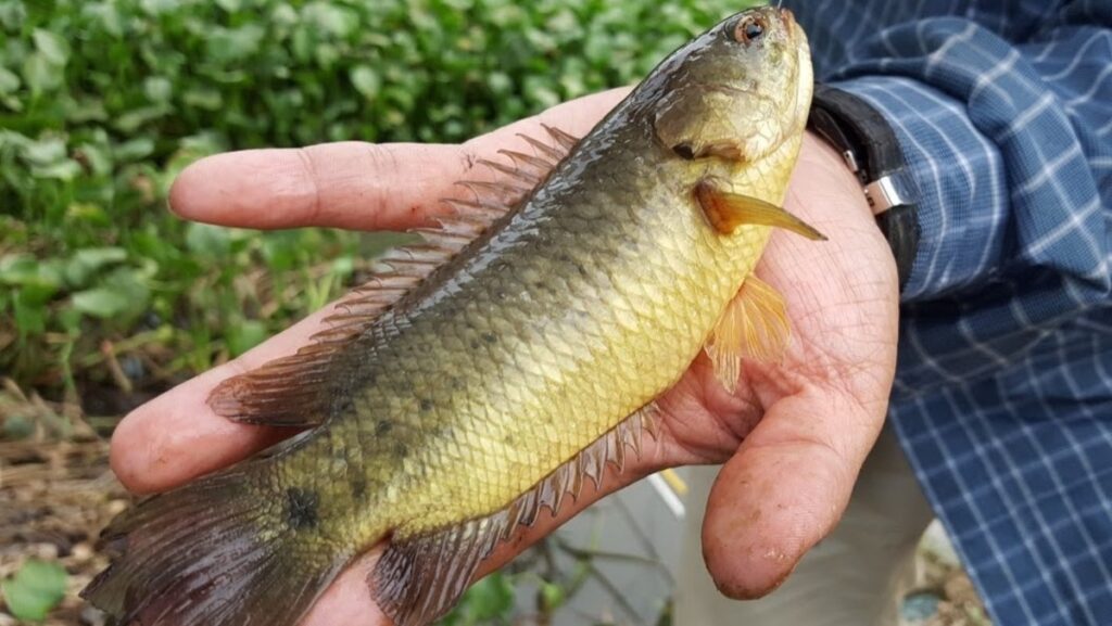 Chiem bao thay ca là điềm gì? Luận giải trong 1 nốt nhạc