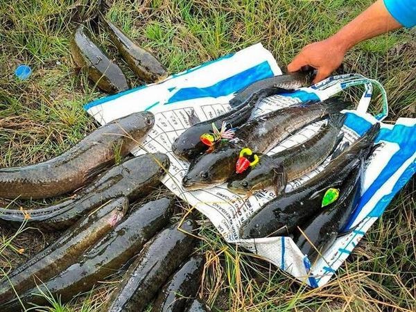 Mơ bắt được nhiều cá có điềm báo gì? Đánh con gì trúng lớn?