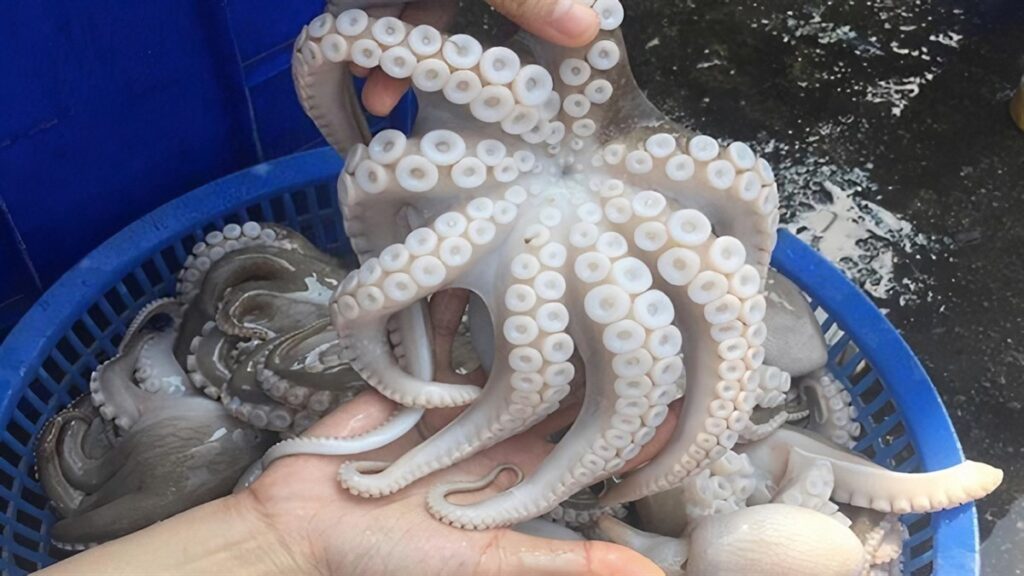 Mơ thấy bạch tuộc đánh con gì thắng lớn? Gi8 giải mã