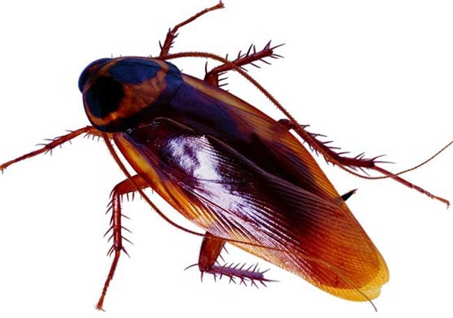 Mơ thấy gián có điềm báo gì? 10+ giấc mơ thường gặp