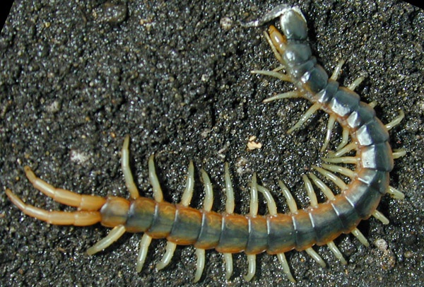 Mơ thấy rết đánh con gì chuẩn để 16h00 hôm sau nổ lô?