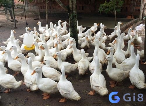 Nằm mơ thấy đàn vịt là điềm báo tốt lành Nằm mơ thấy đàn vịt là điềm báo tốt lành