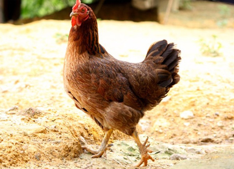 Nằm mơ bắt được con gà mái là điềm gì, số gì? Gi8 mách nước