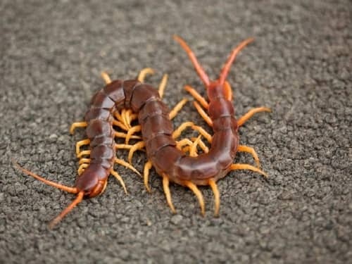 Nằm mơ thấy con rết đánh số gì dễ ăn đề? Cùng Gi8 khám phá