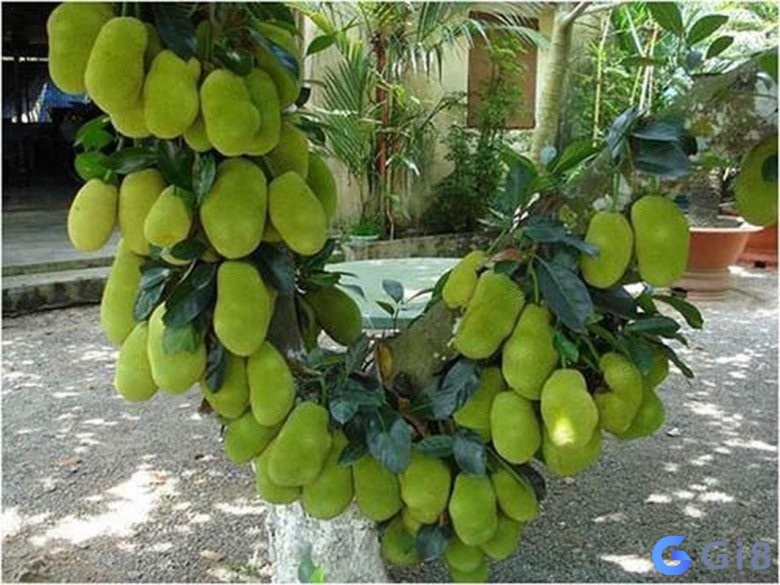 Mộng thấy cây mít sai quả là điềm báo không mấy tốt lành Mộng thấy cây mít sai quả là điềm báo không mấy tốt lành