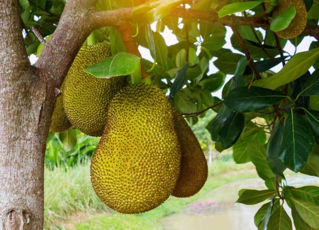 Nằm mơ thấy mít là điềm gì? Top 10+ tình huống hay gặp