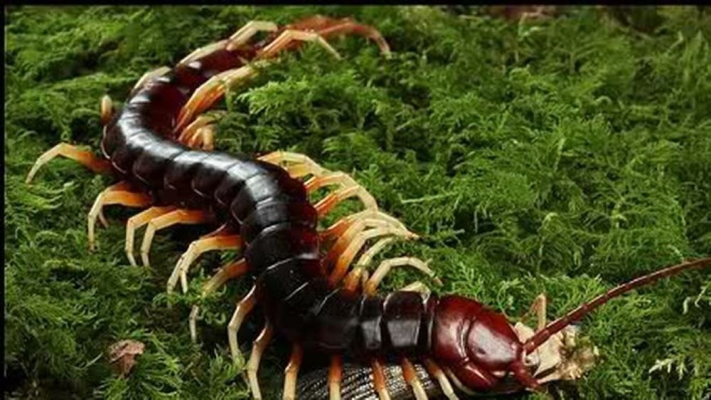 Ngủ mơ thấy rết và điềm báo may rủi – Gi8 luận giải